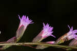 Fewflower blazing star